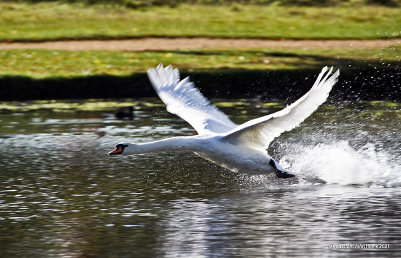 Mute Swan