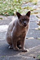 Colin the Cat