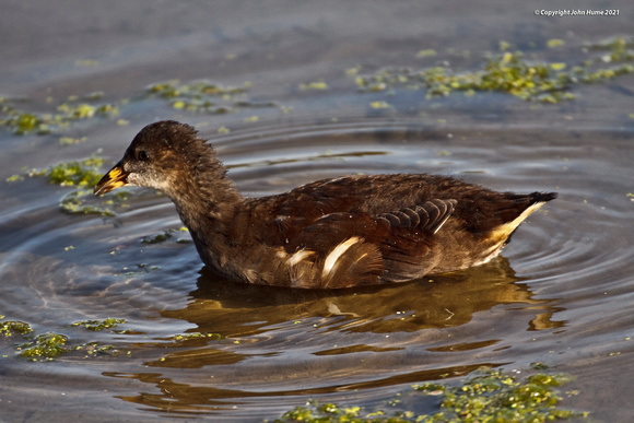 Juvenile Moorhen