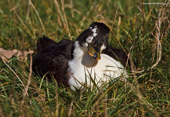 Unknown Duck