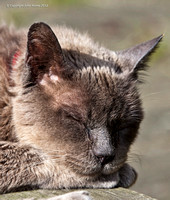Colin the Cat