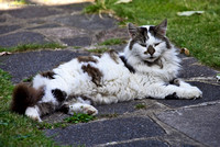 Charlie - Alias 'Big Fat Cat'