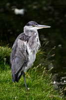 Grey Heron