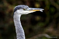 Grey Heron