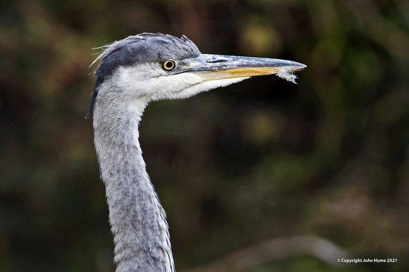 Grey Heron