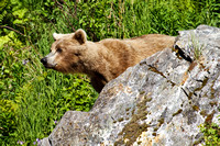 Alaskan Brown Bears