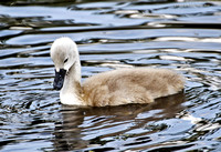 Mute Swan Cygnet