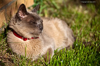 Colin the Cat