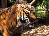 Amur Tiger