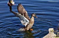 Female Mallard