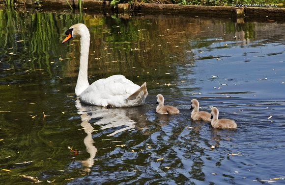 Mute Swan and Cygnets