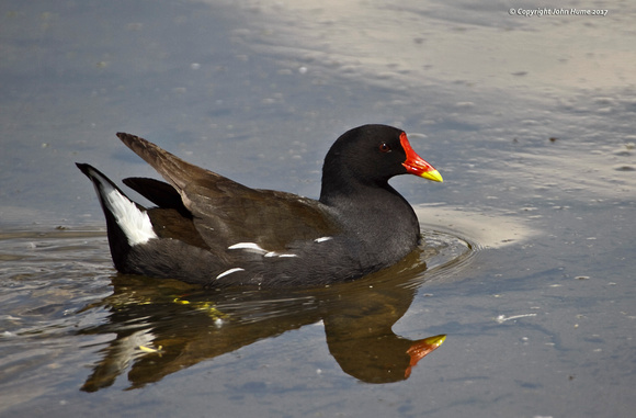 Moorhen