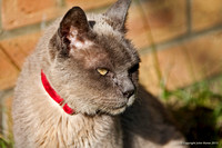 Colin the Cat