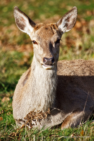 Young Deer