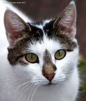 Domino - Alias 'The Phantom'