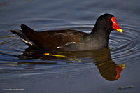 Moorhen