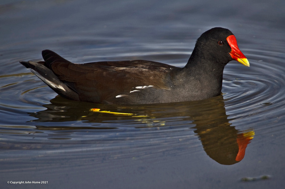 Moorhen