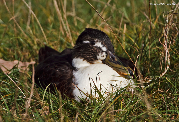 Unknown Duck