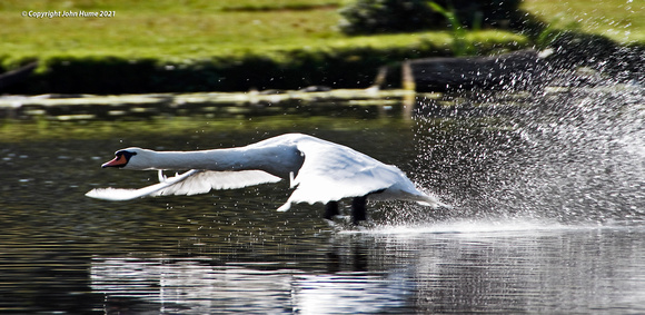 Mute Swan