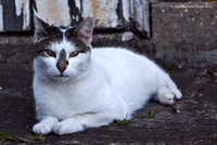 Domino - Alias 'The Phantom'