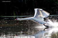 Mute Swan