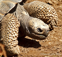 Galapagos Tortoise