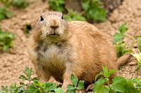 Prairie Dog